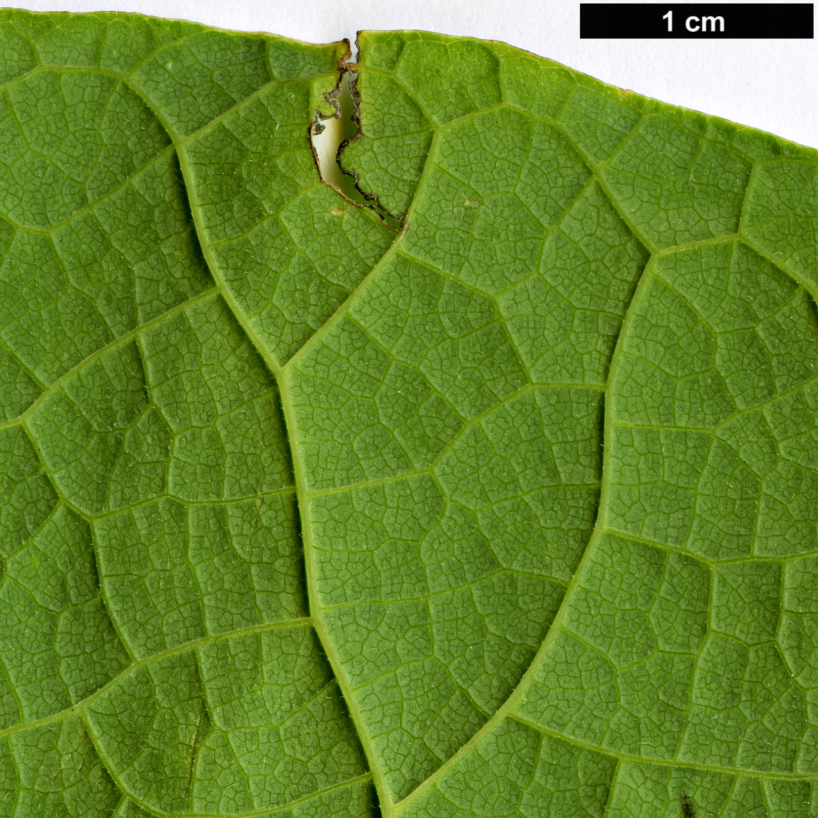 High resolution image: Family: Aristolochiaceae - Genus: Aristolochia - Taxon: manshuriensis